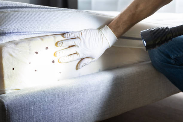 Best Local Pest Control Services  in Washington, PA